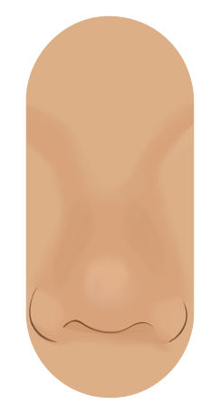 Profile drawing of a bulbous nose: a rounded tip wider than the bridge