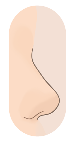 Profile drawing of a button nose: small and neat with a compact tip