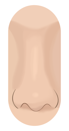 Profile drawing of an East Asian nose: a lower bridge with a rounder tip