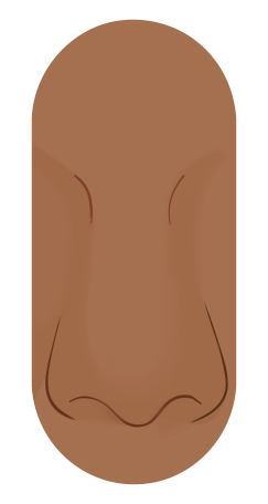 Profile drawing of a fleshy nose: soft tissue over the whole nose