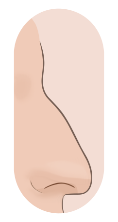 Profile drawing of a hawk nose: a pronounced hook with a sharp tip