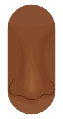 Profile drawing of a Nubian nose: a long bridge widening to a broad base