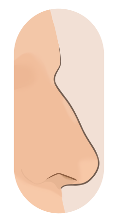 Profile drawing of a Roman nose: a convex curve along the bridge