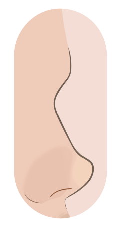 Profile drawing of a snub nose: short and narrow with a lifted tip