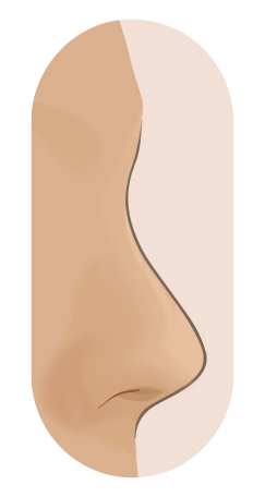 Profile drawing of a celestial nose: a scooped bridge that turns up at the tip